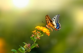liblikas pääsusaba istub lillel