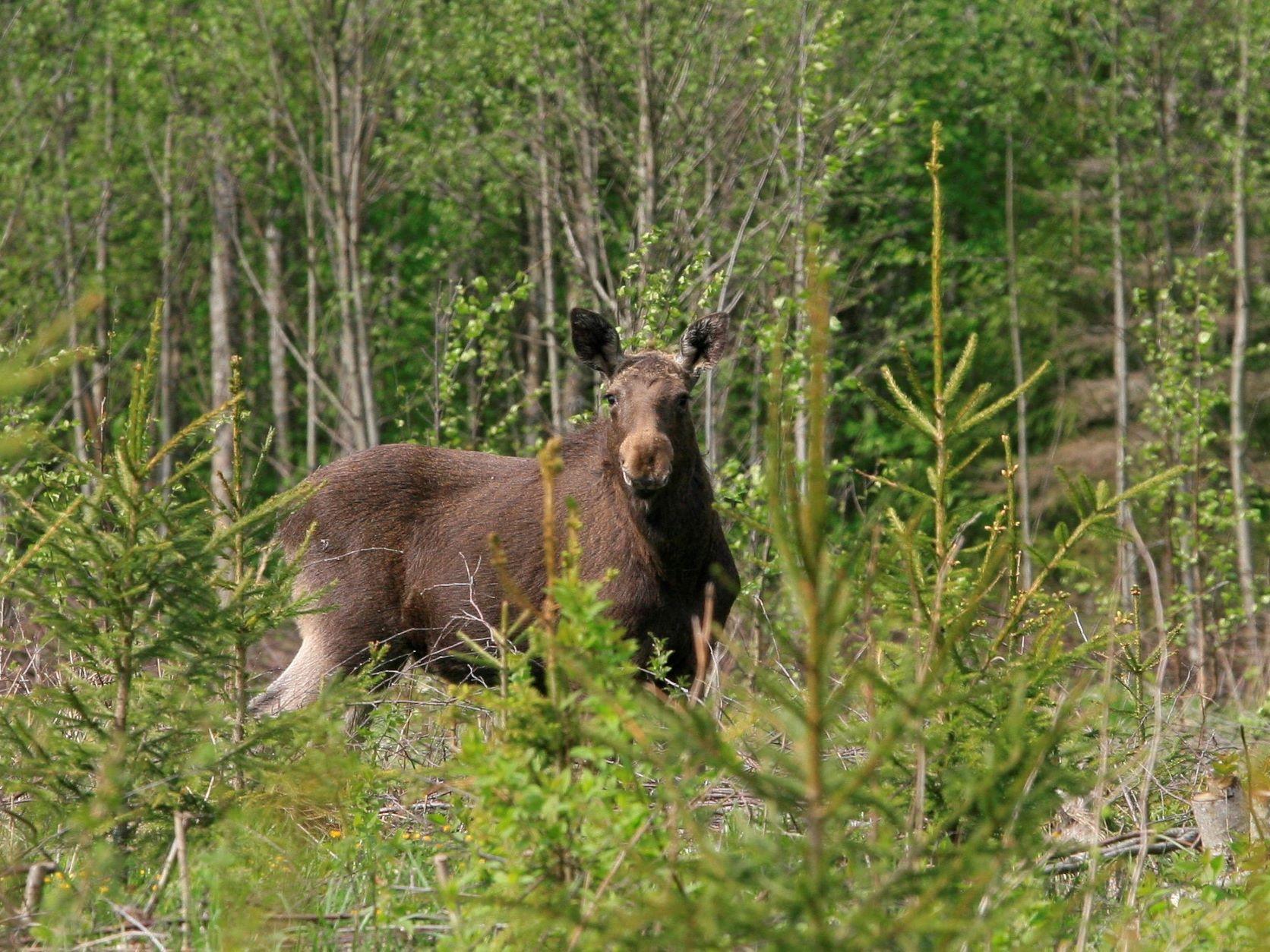 põder metsas 