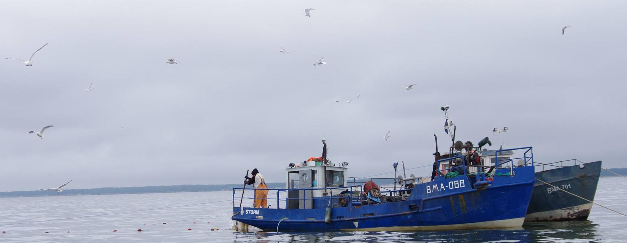 Sinine kalalaev veekogul Sinine kalalaev veekogul