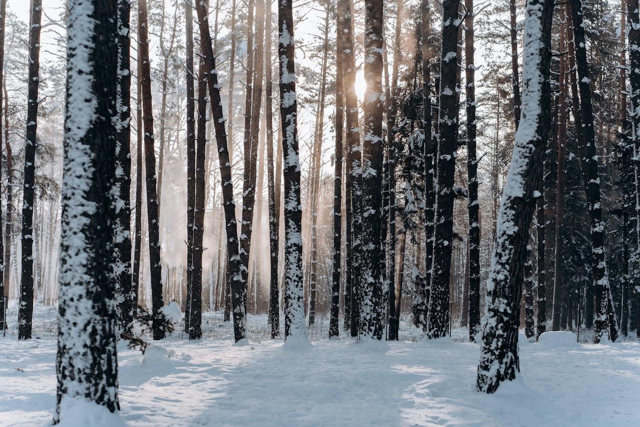 Lumega kaetud puud metsas