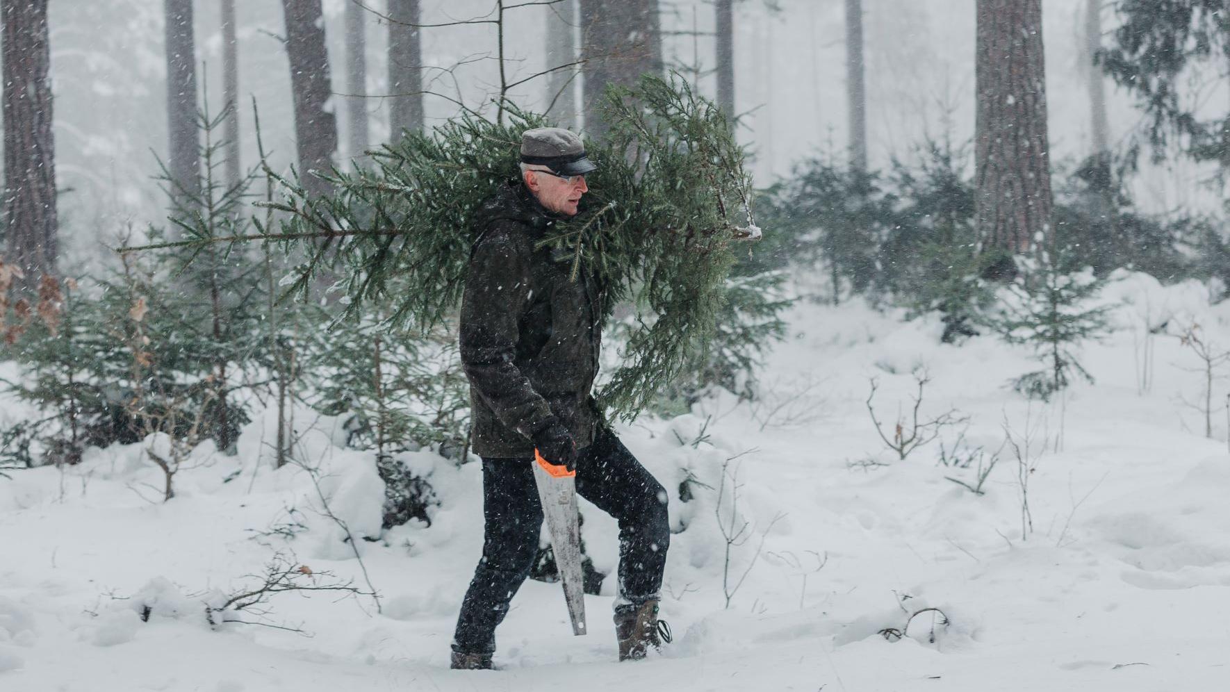RMK peametsaülem Andres Sepp lumetormi trotsides sobivaimat jõulupuud toomas.