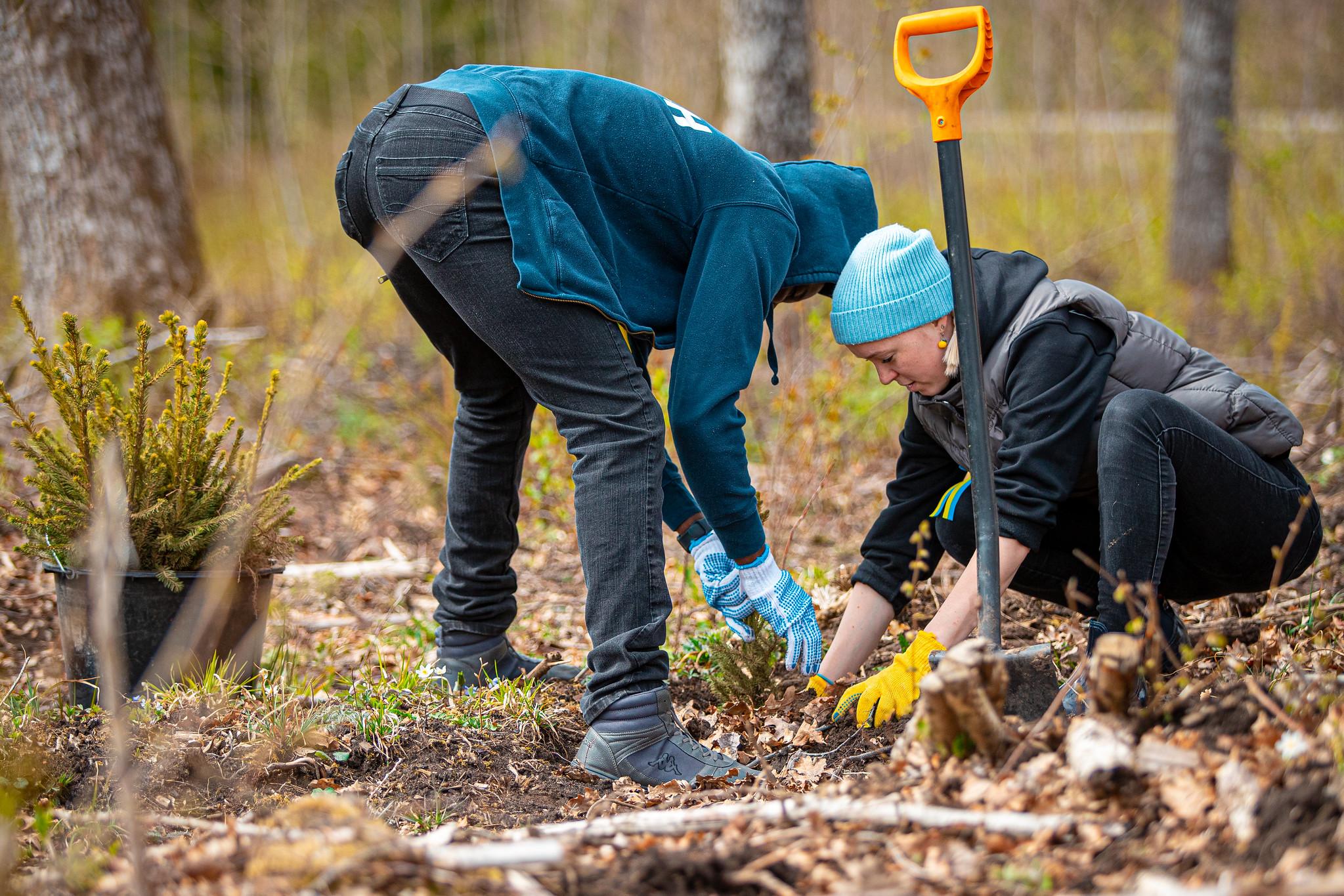kaks inimest istutavad kaks inimest istutavad