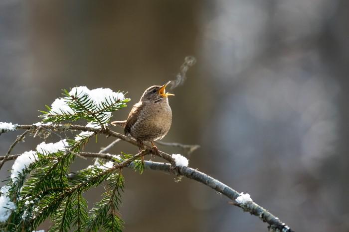 väike pruun lind käblik istub natuke lumisel oksal ja laulab nii, et suust auru tuleb