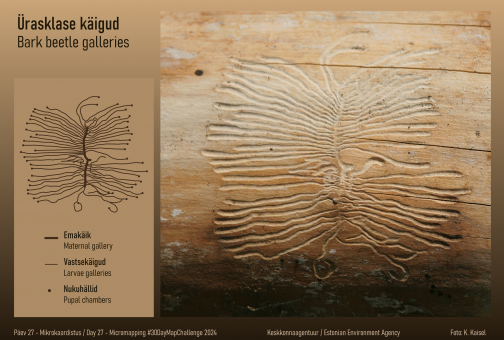 Üraskikäigud puu sees