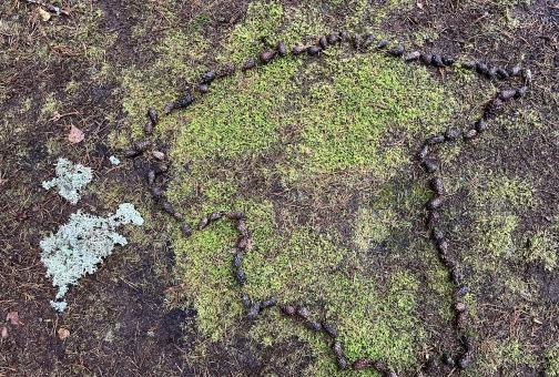 Käbidest ja samblast Eesti kaart