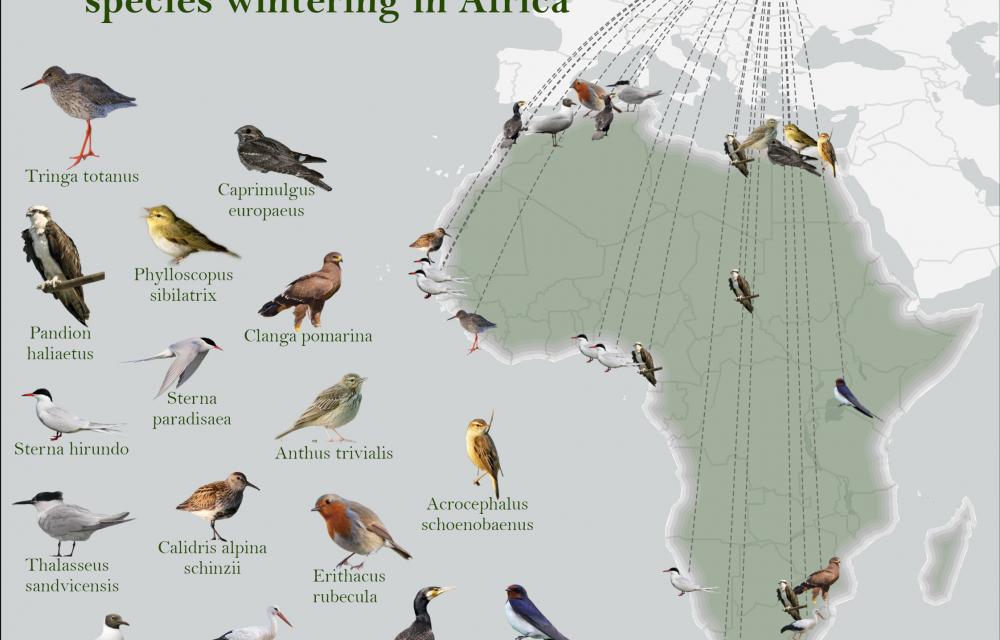 lindude rände kaart Eesti-Aafrika