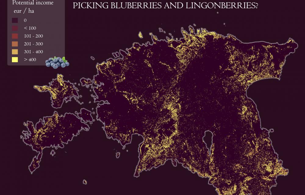 Modelled places on Estonian map where there is a high change to find blueberries and lingonberries 