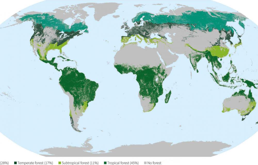 Maailma kaart, kus on kujutatud metsamaa jagunemine kliimavöötmete kaupa